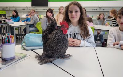 🐔🐑📚 Vom Hühnerstall ins Klassenzimmer